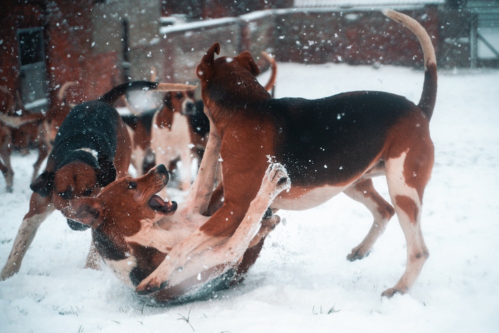 brown and black short coated dogs running on snow covered ground during daytime