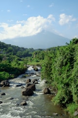 green trees and river during daytime