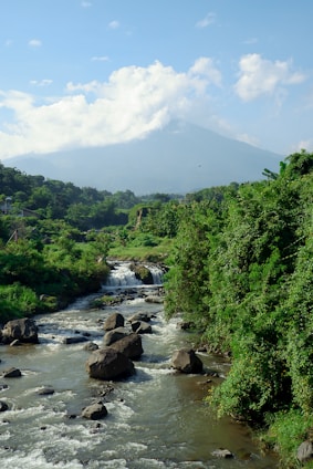 green trees and river during daytime