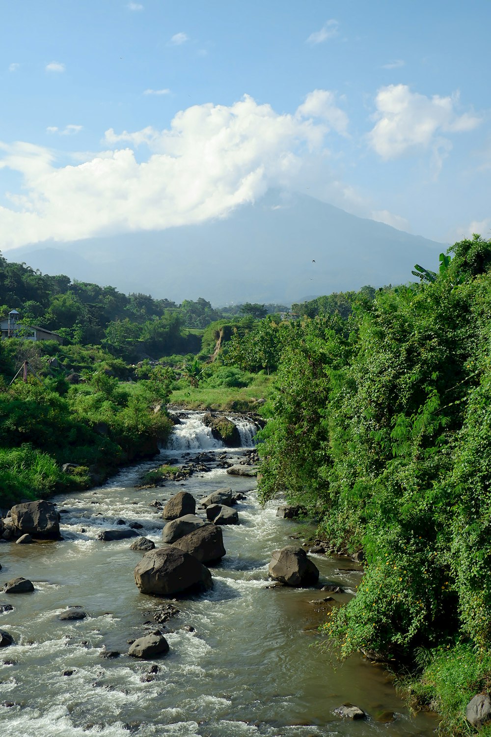 green trees and river during daytime