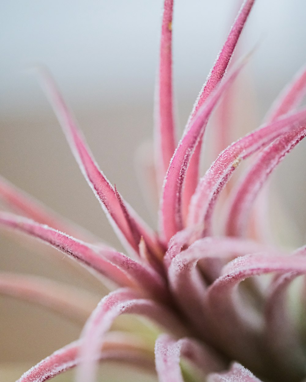 pink and white flower in close up photography