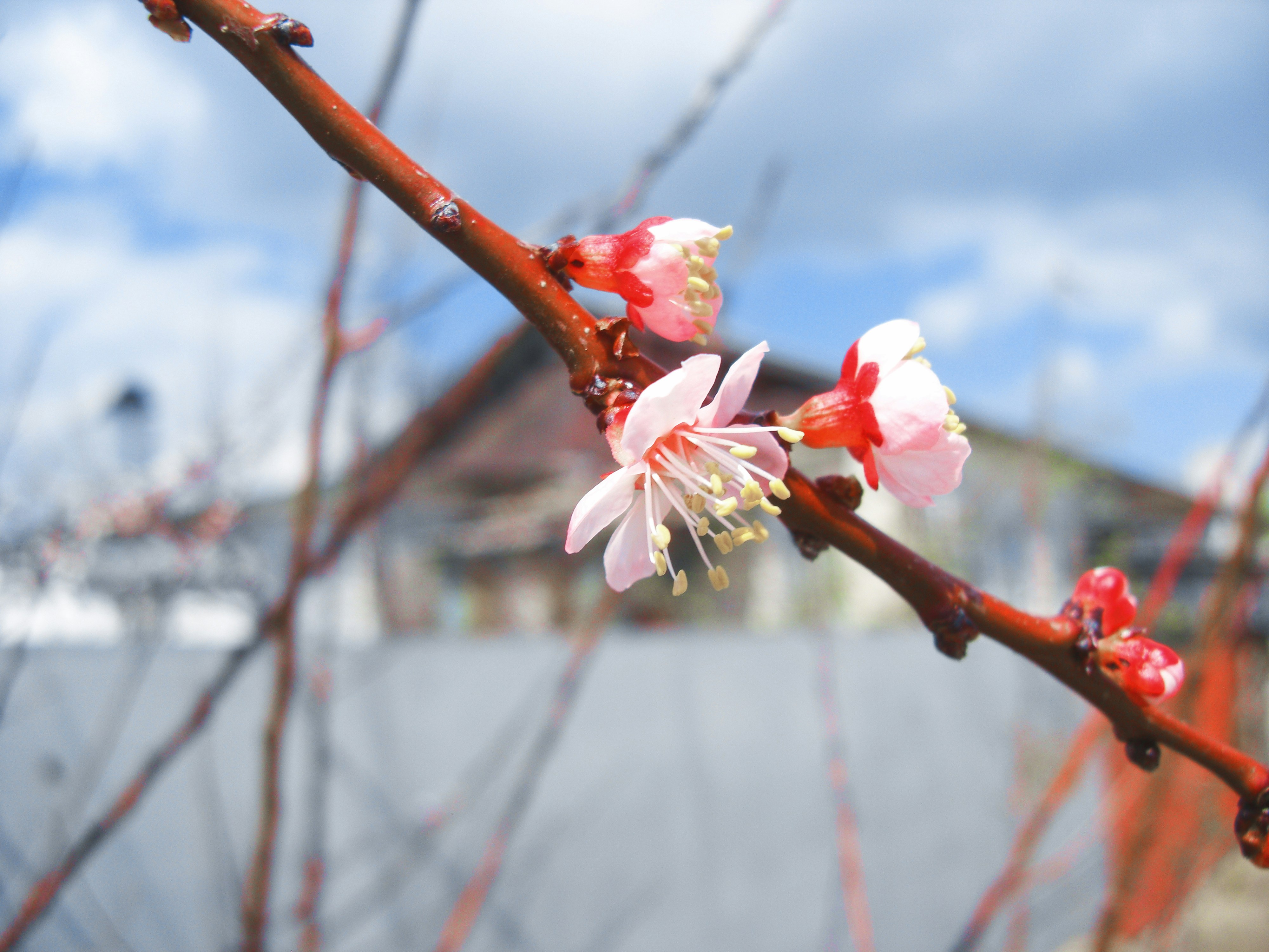 spring blossoms