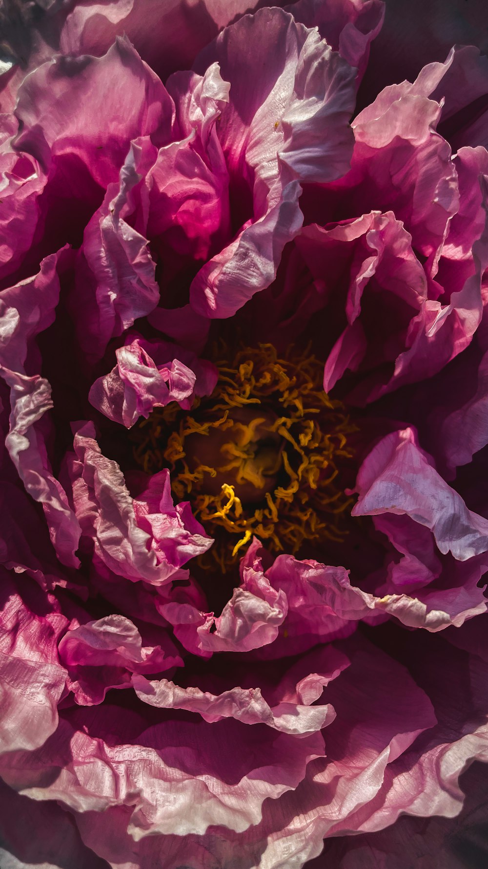 purple and yellow flower petals