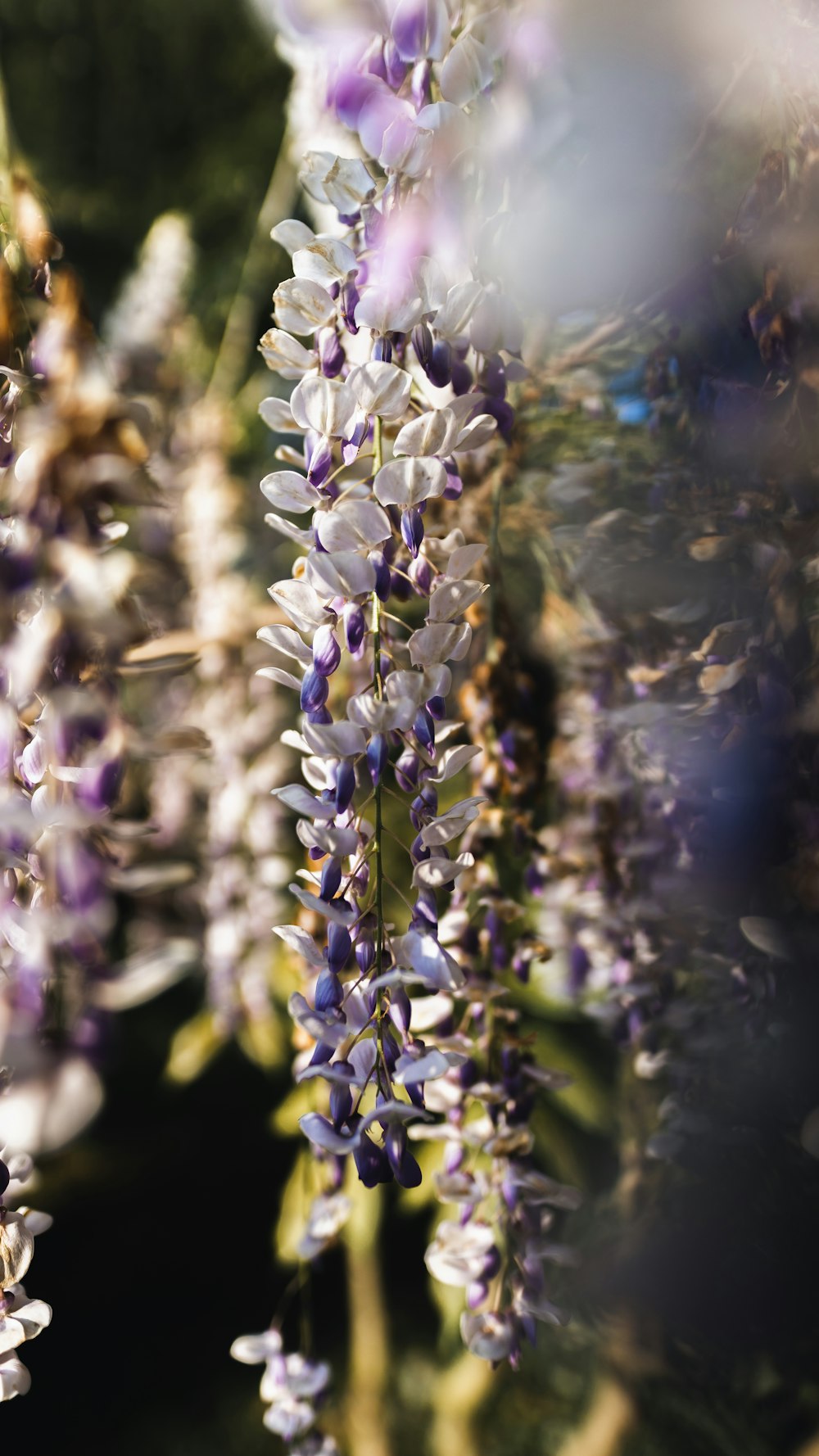 white flowers in tilt shift lens