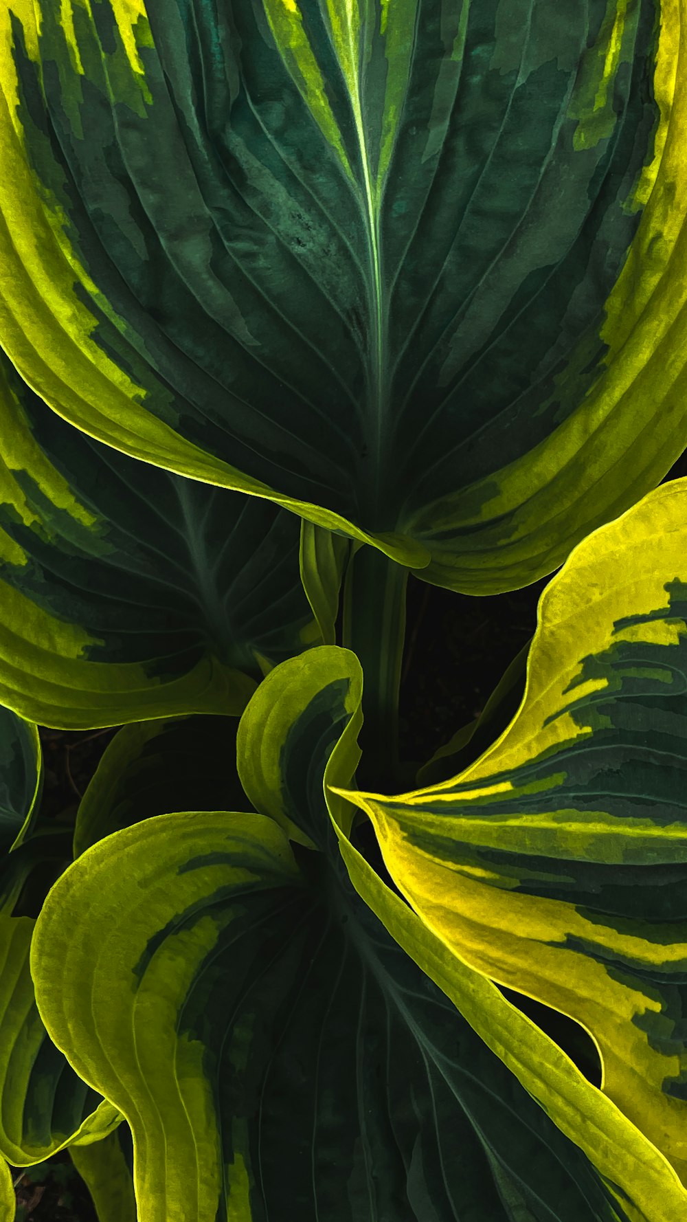 green and yellow leaves in close up photography
