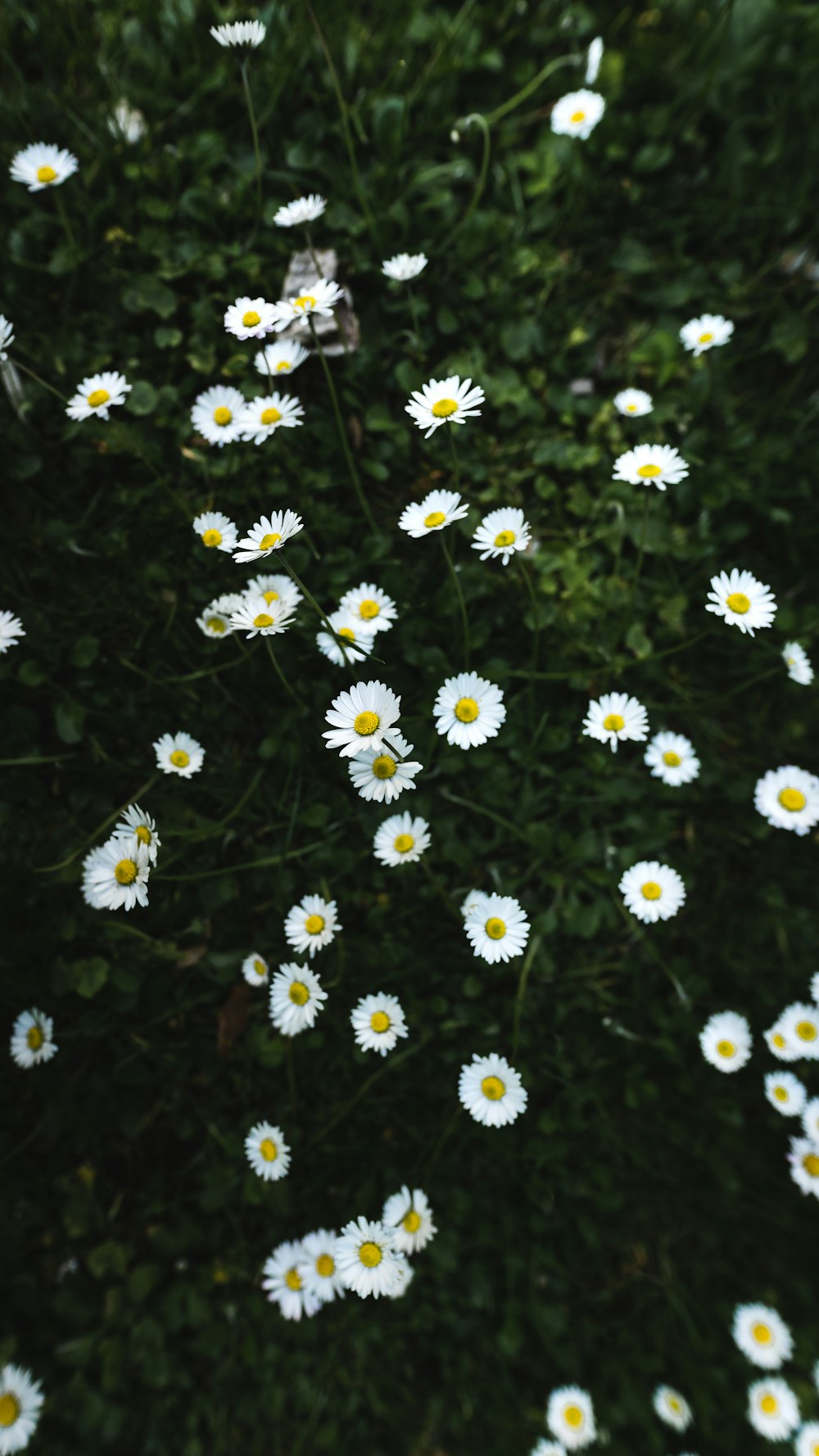 white and yellow daisy flowers