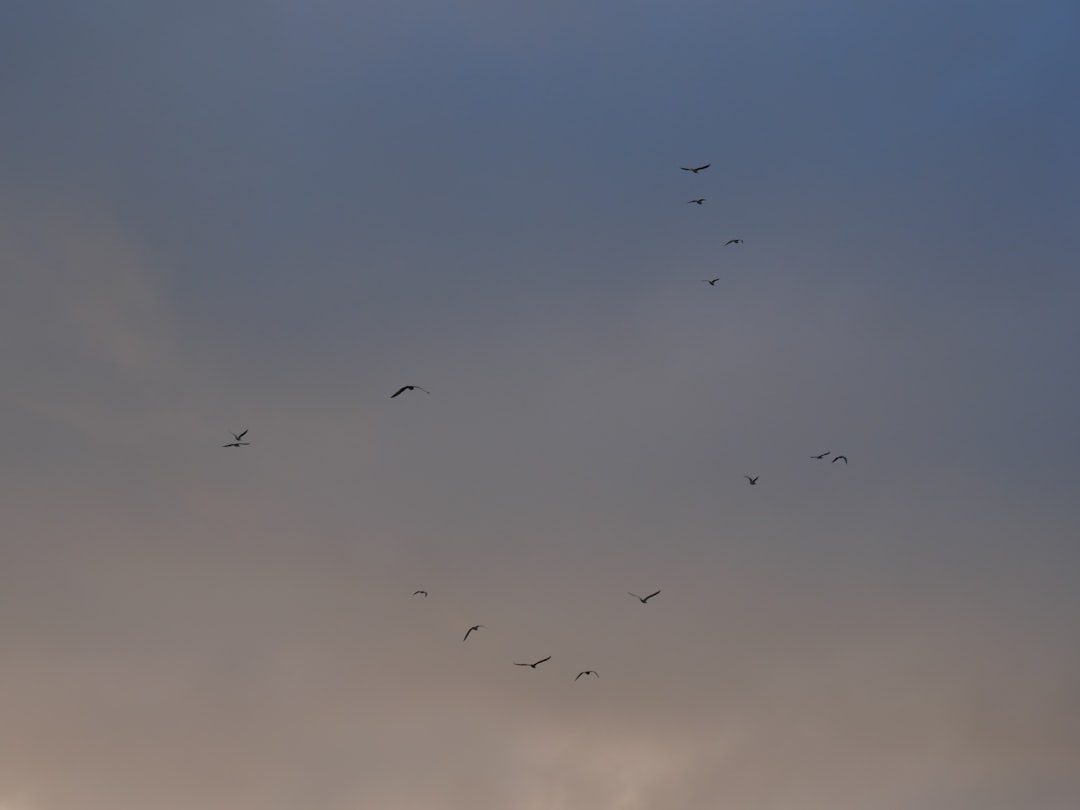 flock of birds flying under gray sky during daytime