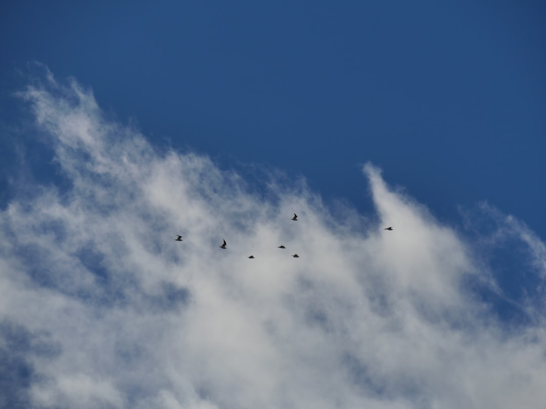 flock of birds flying under blue sky during daytime