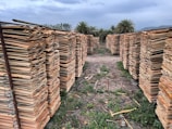 Tall stacks of wooden sheets are neatly arranged in parallel rows outdoors, with green grass and wood debris scattered on the ground between them. Palm trees are visible in the background under a cloudy sky.