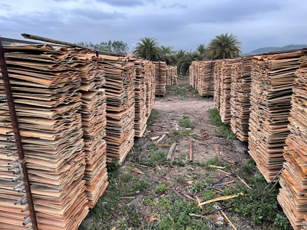 Tall stacks of wooden sheets are neatly arranged in parallel rows outdoors, with green grass and wood debris scattered on the ground between them. Palm trees are visible in the background under a cloudy sky.