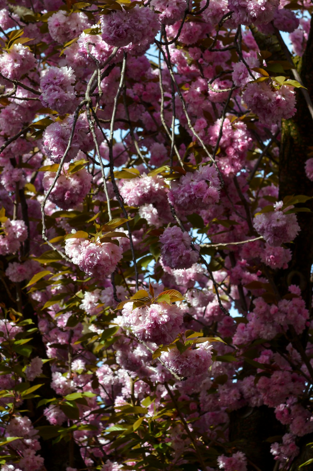 flores moradas y blancas con hojas verdes