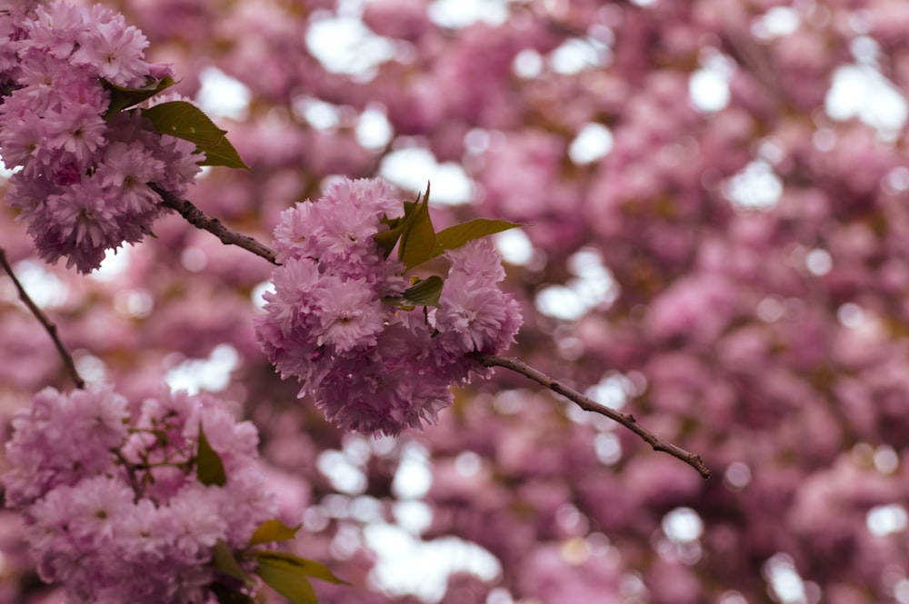 pink flower in tilt shift lens