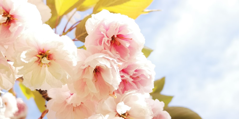 pink and white flower in close up photography