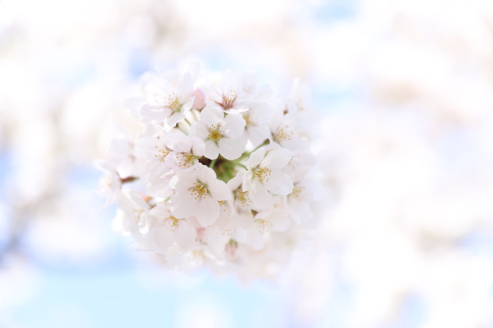 white flowers in tilt shift lens