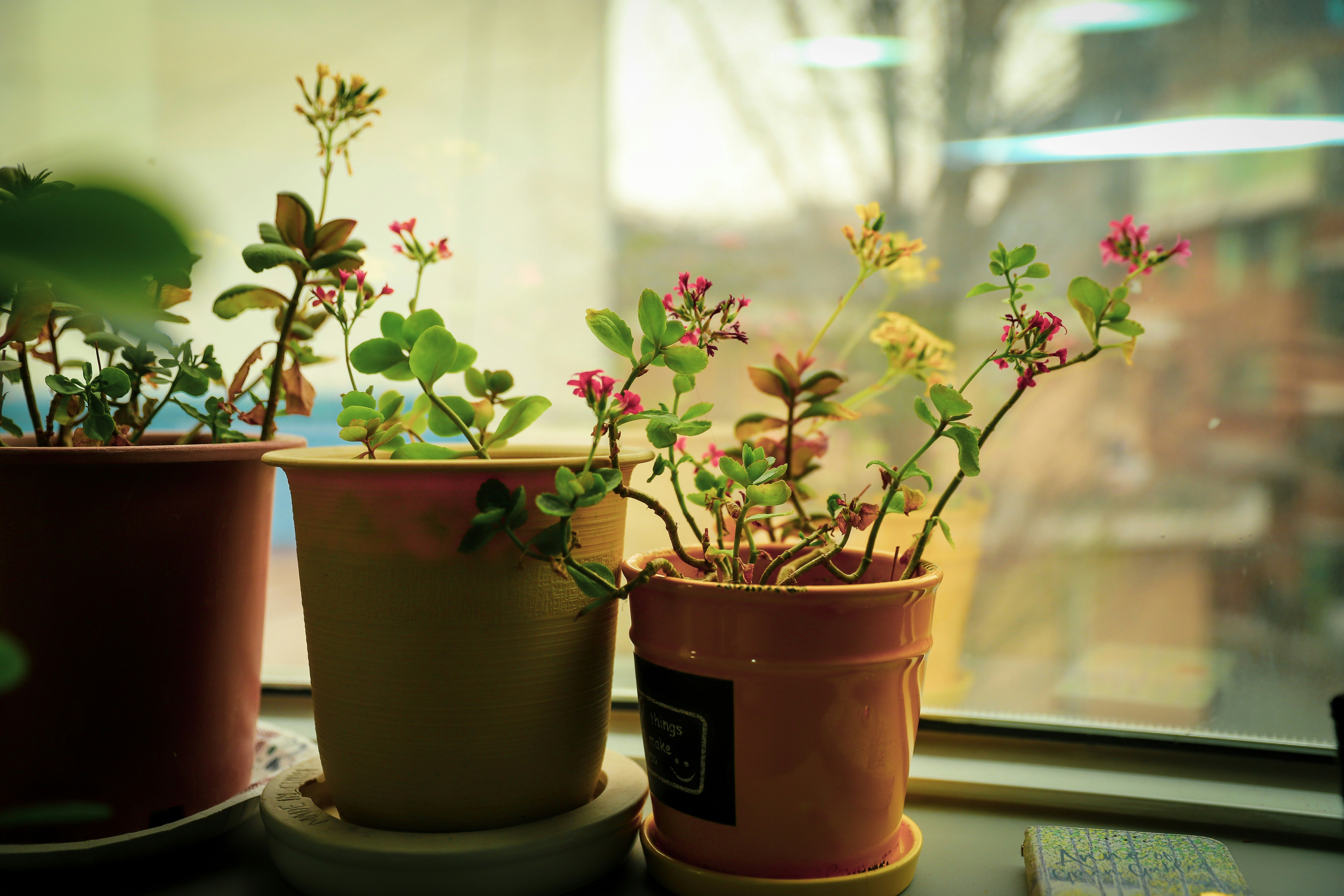 pink and white flowers in brown clay pot