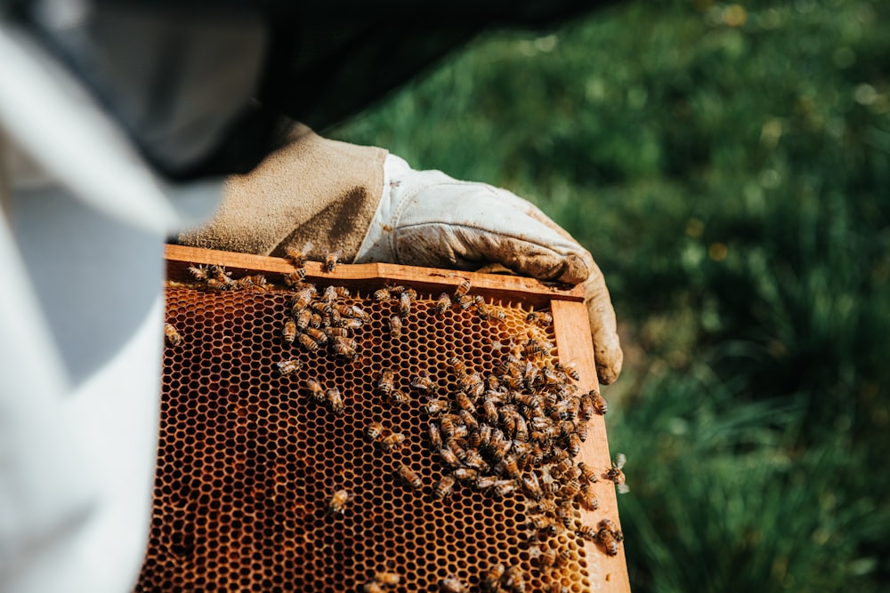 brown and black bee on brown wooden frame