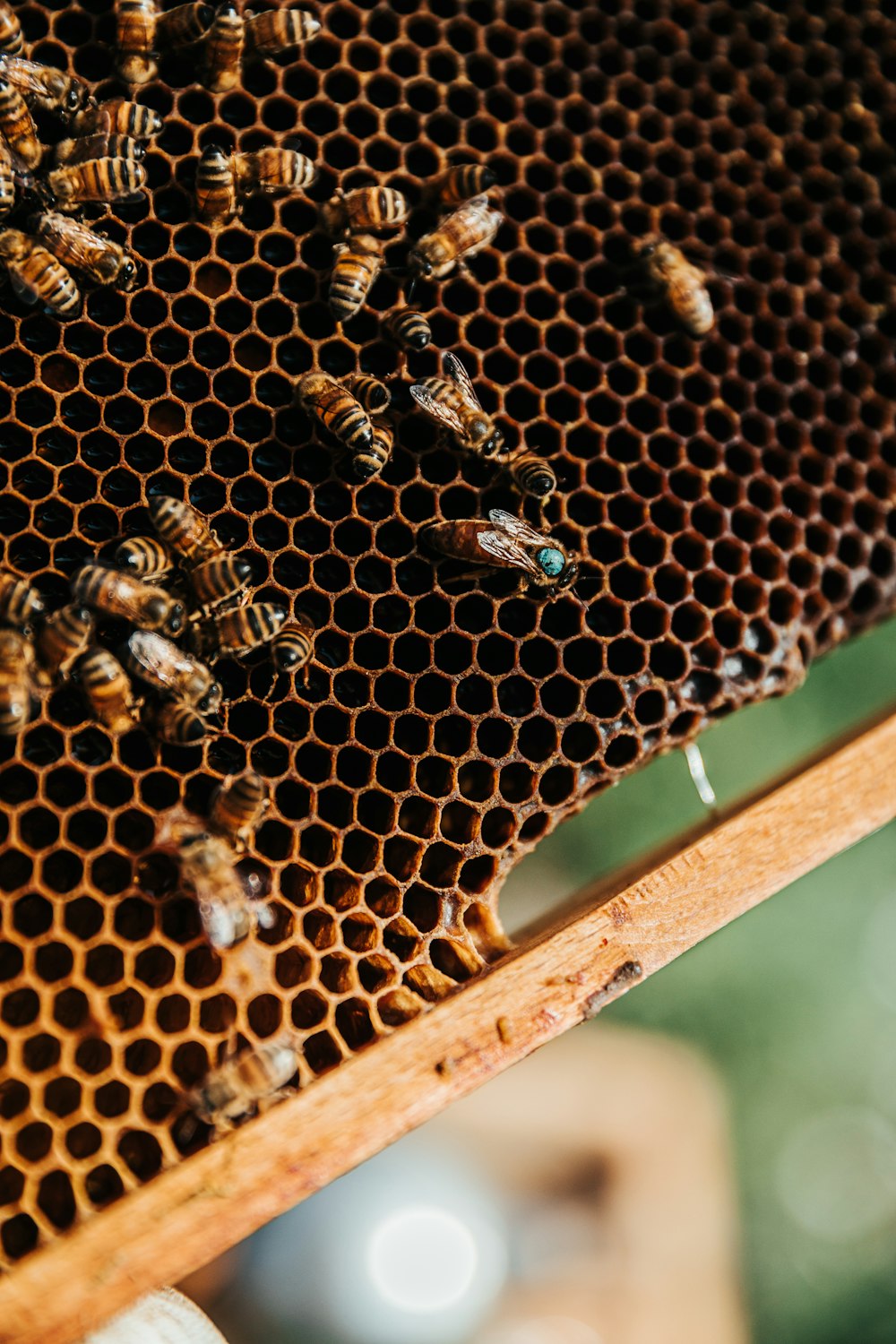 black and brown bee on brown wooden frame