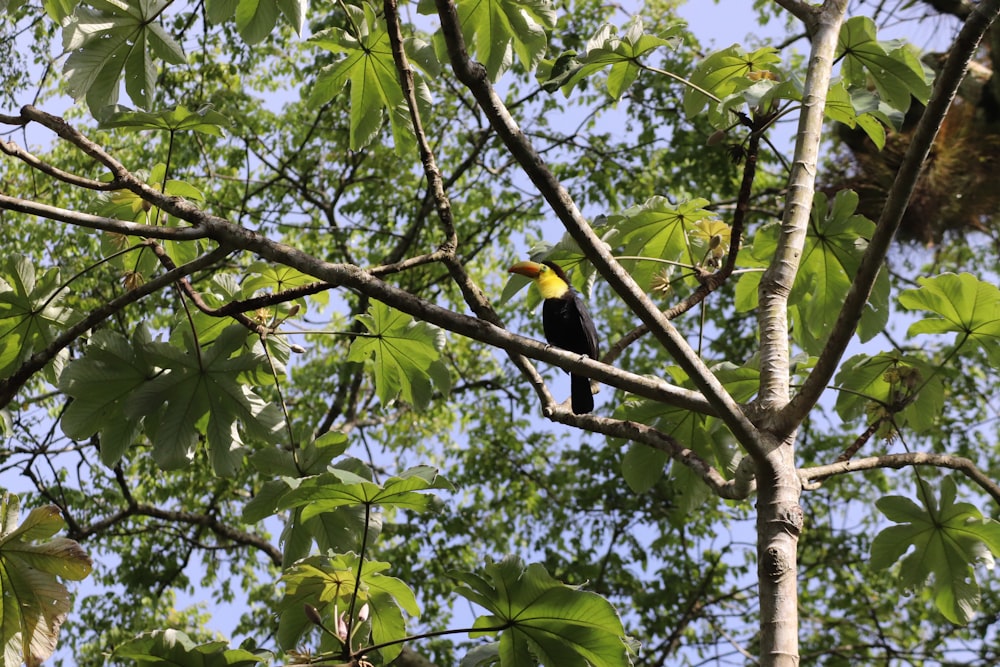 schwarzer und gelber Vogel tagsüber am Ast