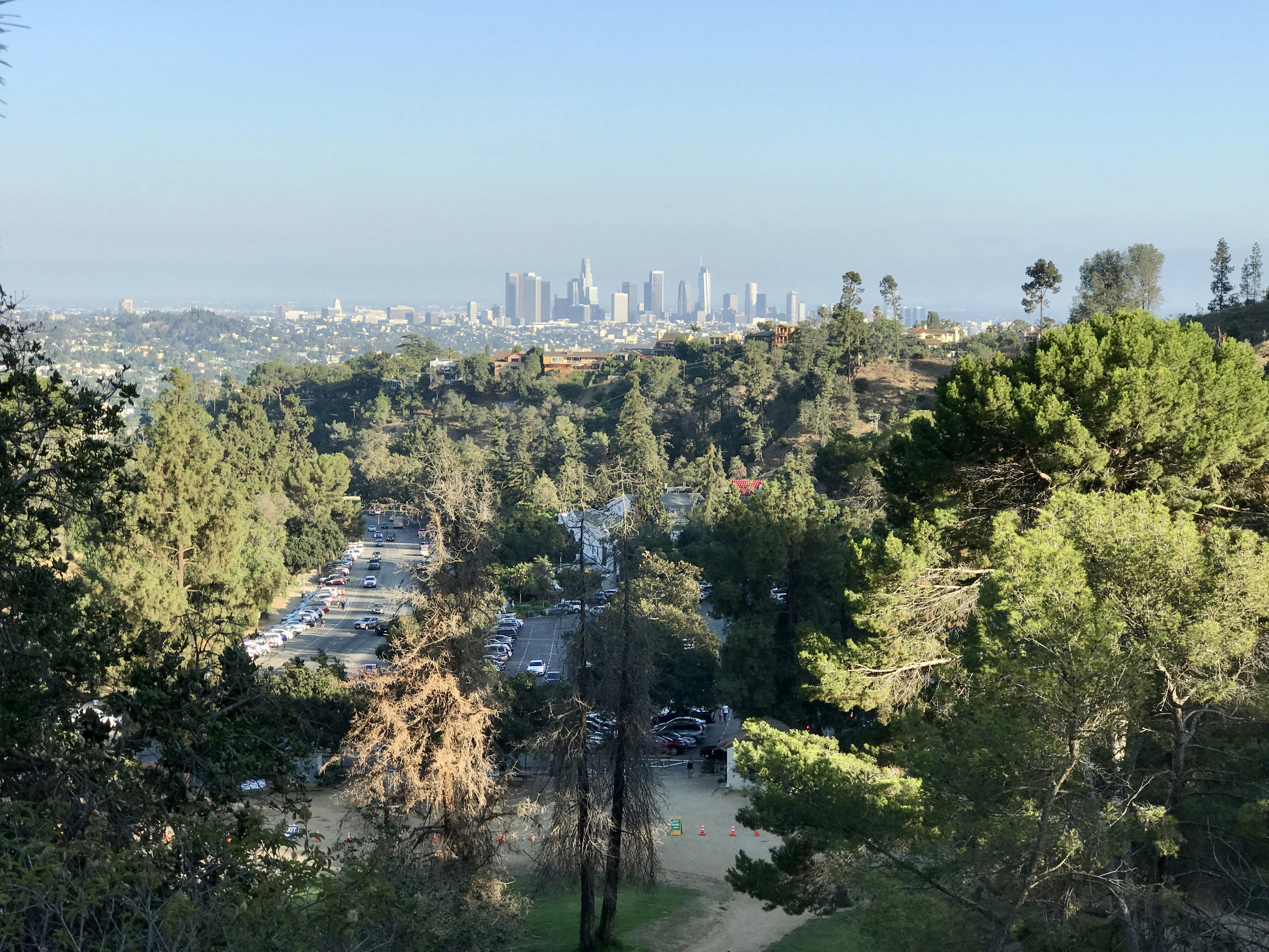green trees and white buildings during daytime