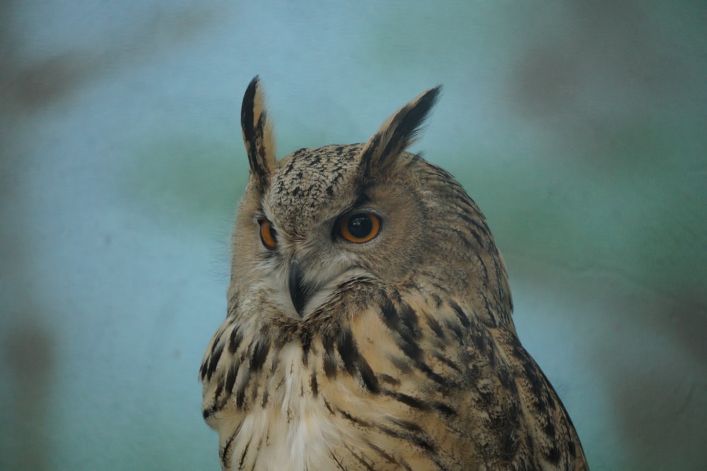 brown and white owl in close up photography