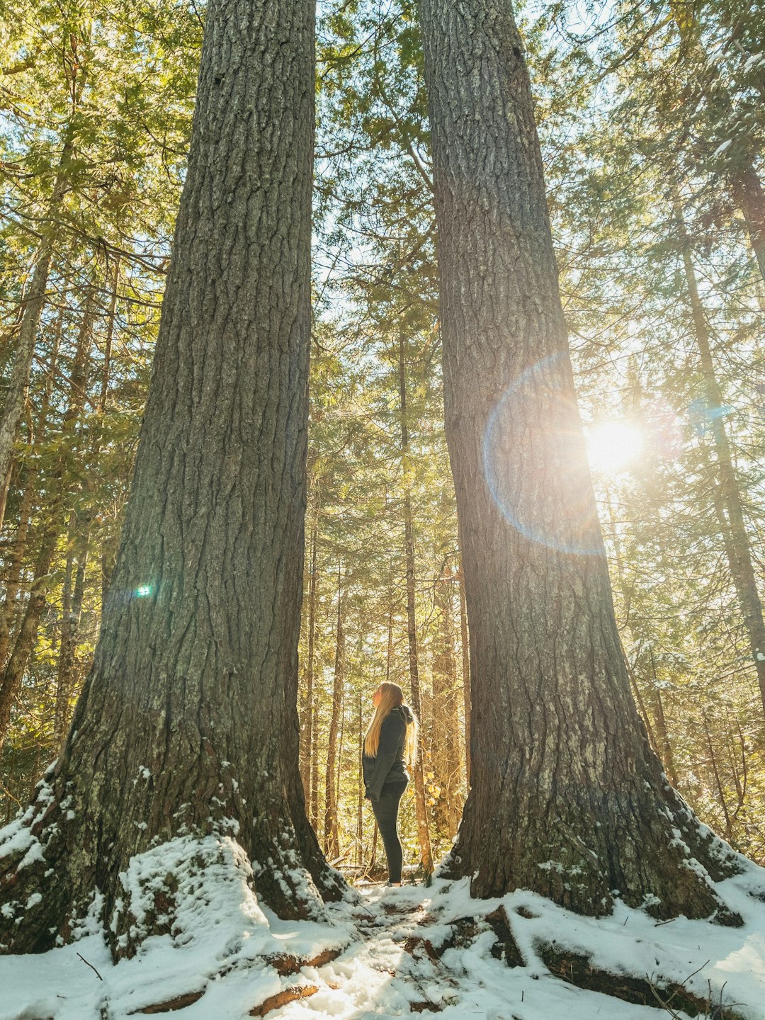 woman in black jacket and black pants standing on rock in forest during daytime