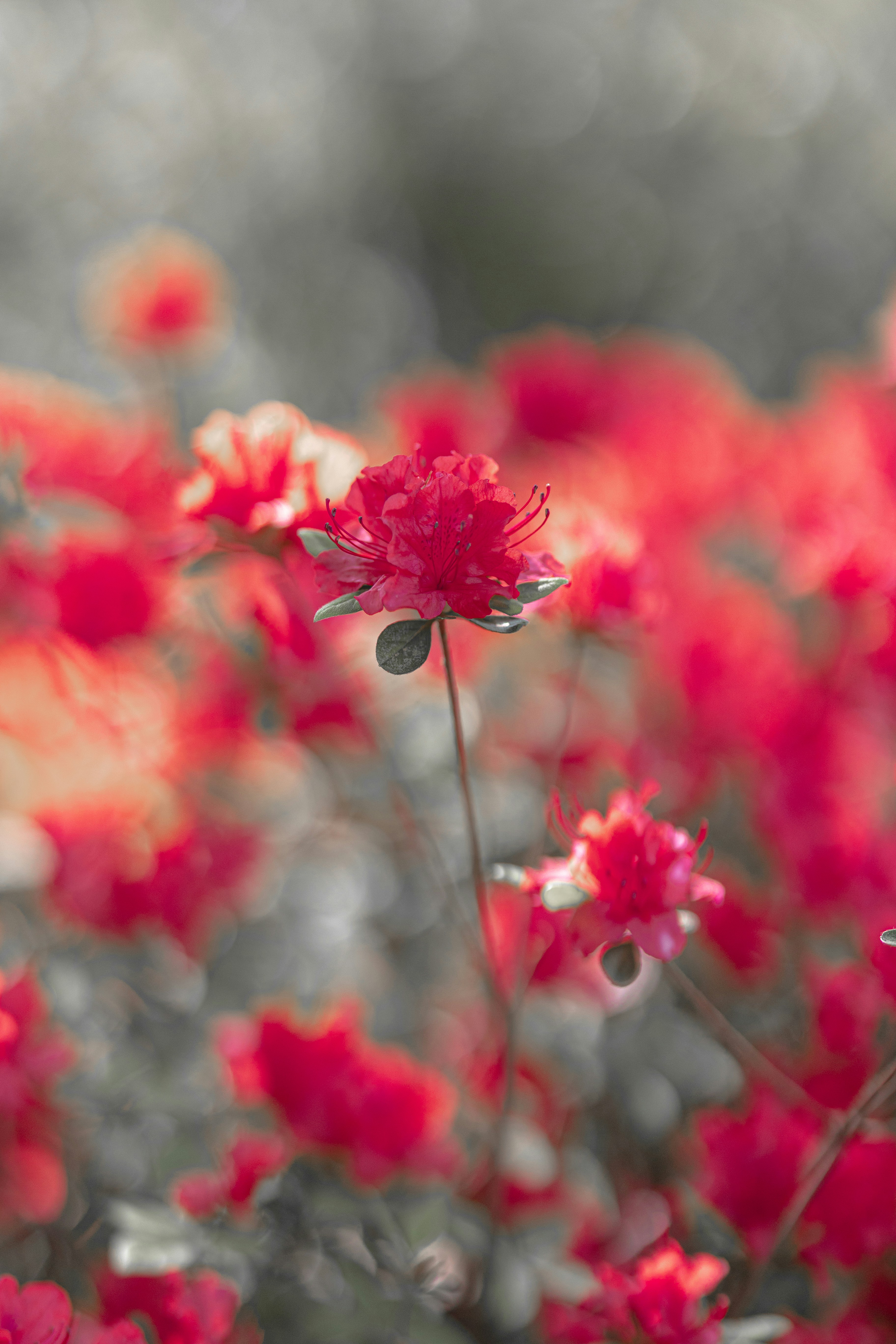 Photo by mohamadalnaimi