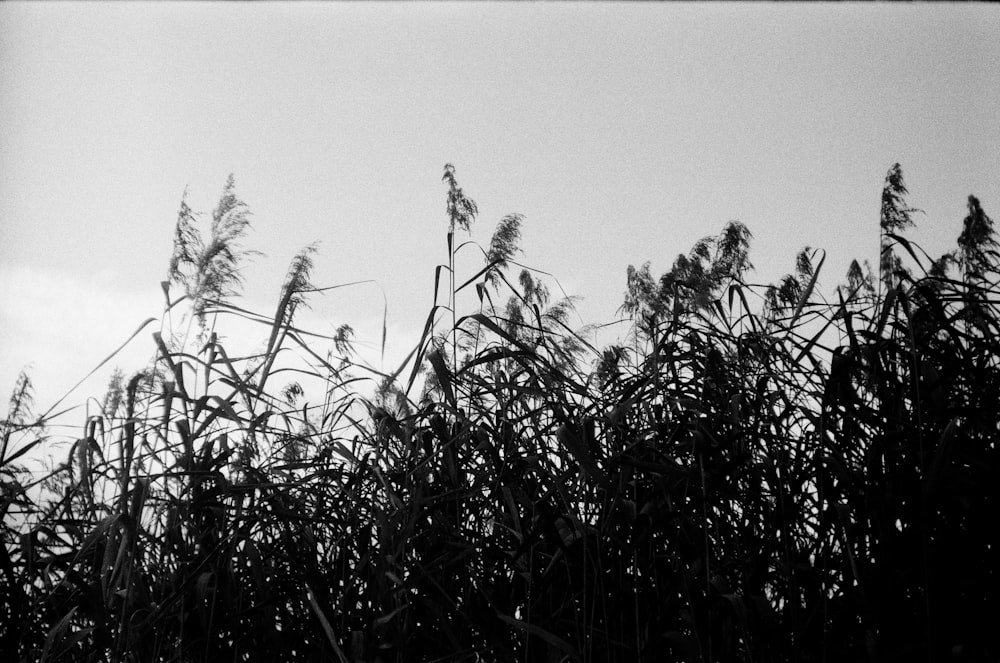 silhouette of plants during daytime