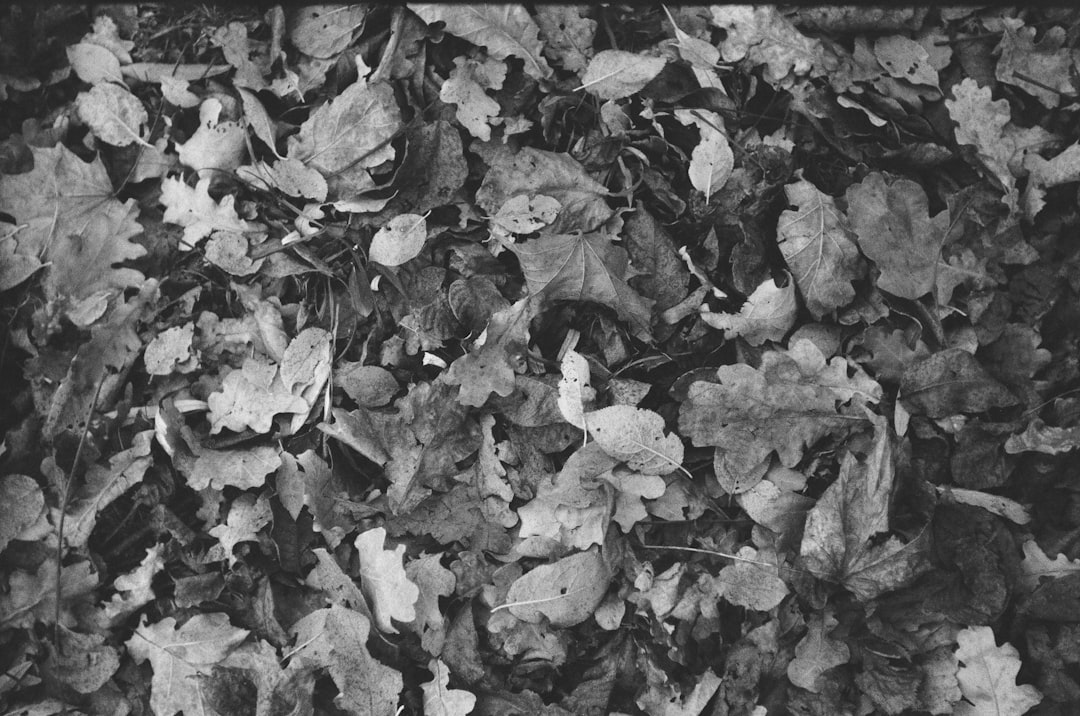 grayscale photo of dried leaves on ground