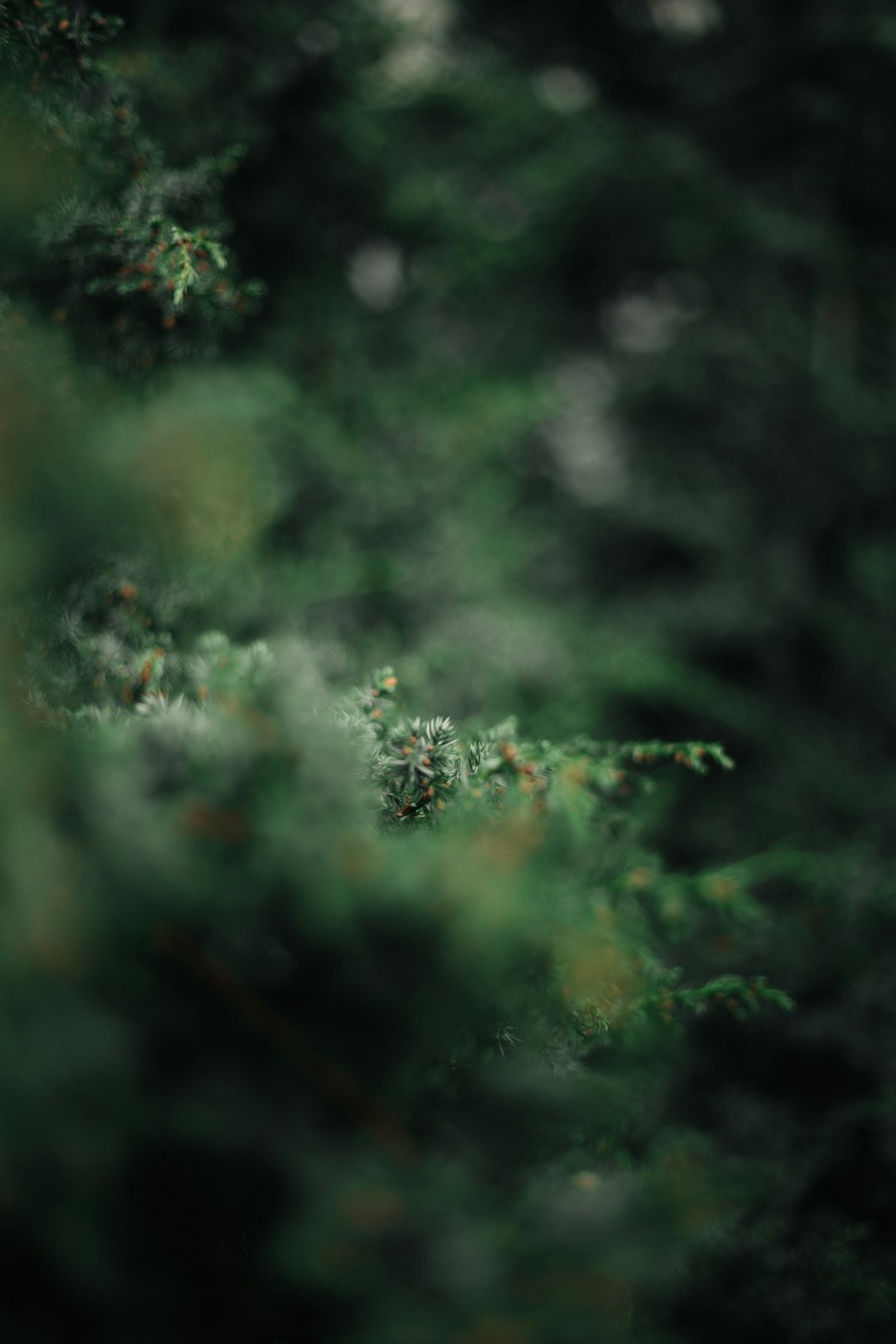 green plant in tilt shift lens