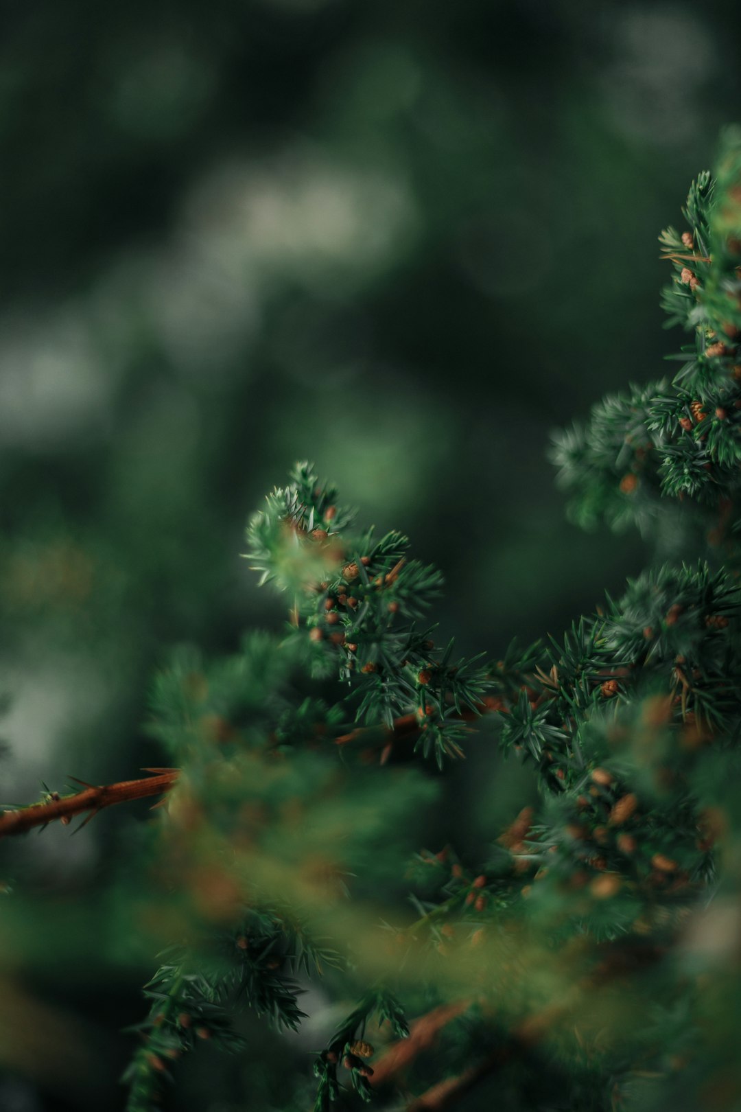 green pine tree in close up photography