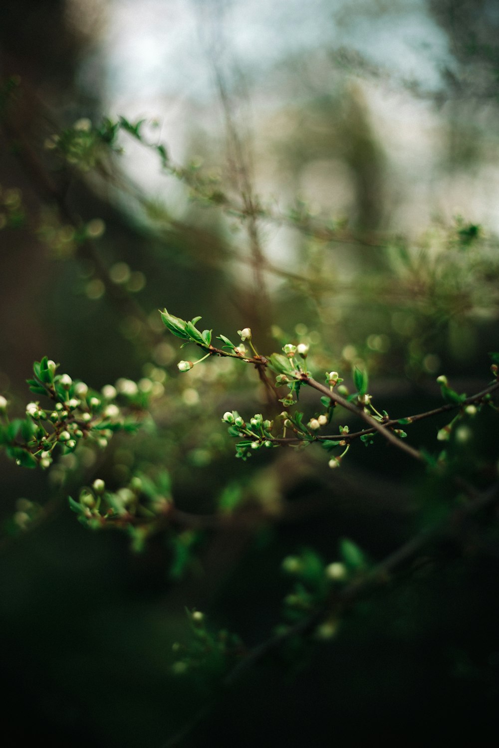 green plant in tilt shift lens