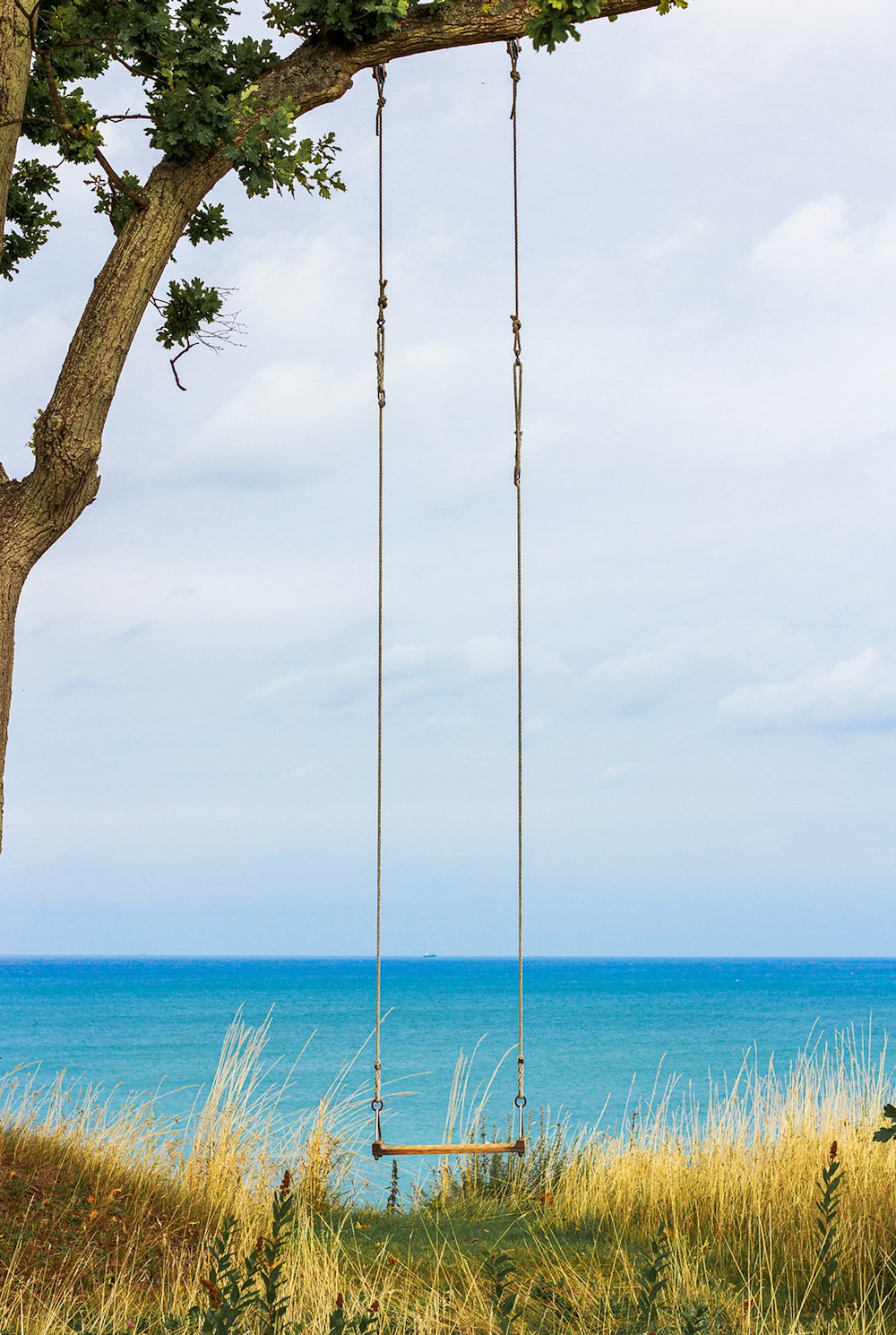 brown wooden swing on tree trunk near sea during daytime