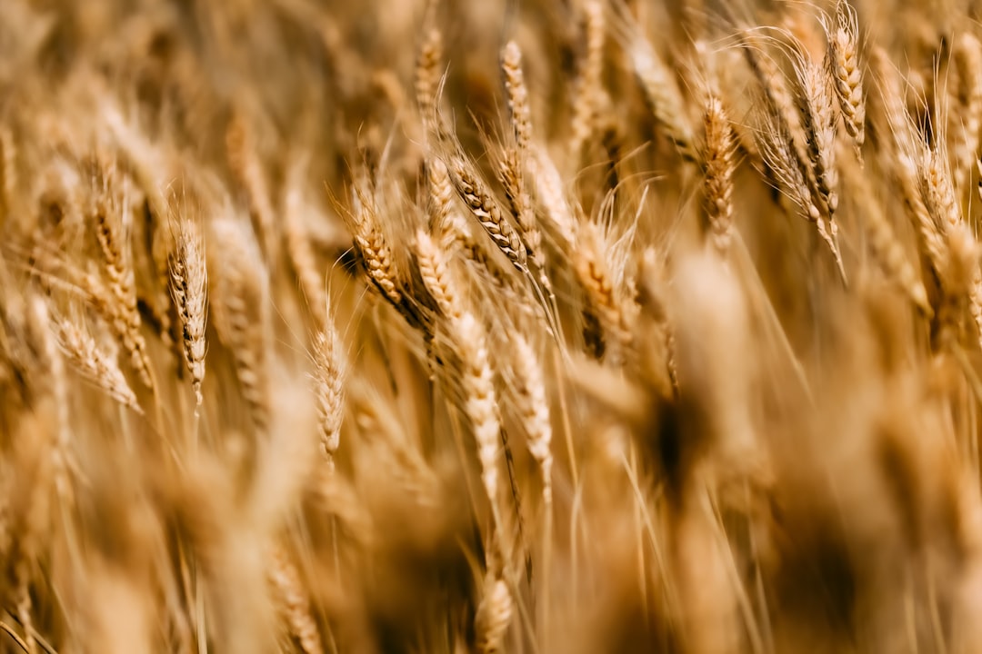 brown wheat field during daytime