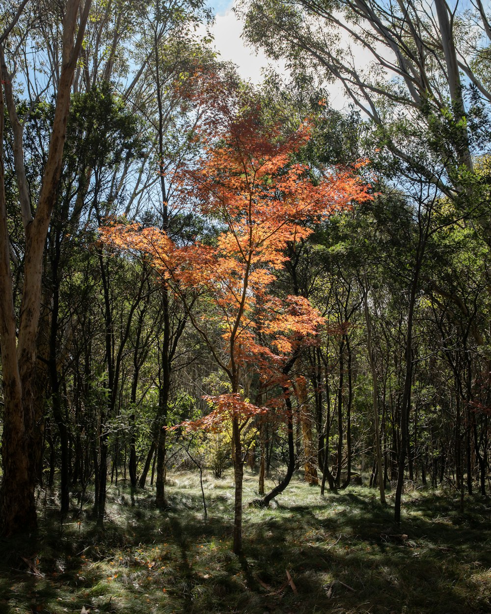 brown trees on green grass field during daytime