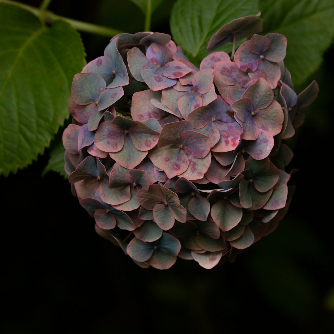 purple flower in macro shot