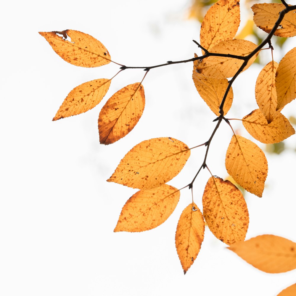 brown leaves on white background