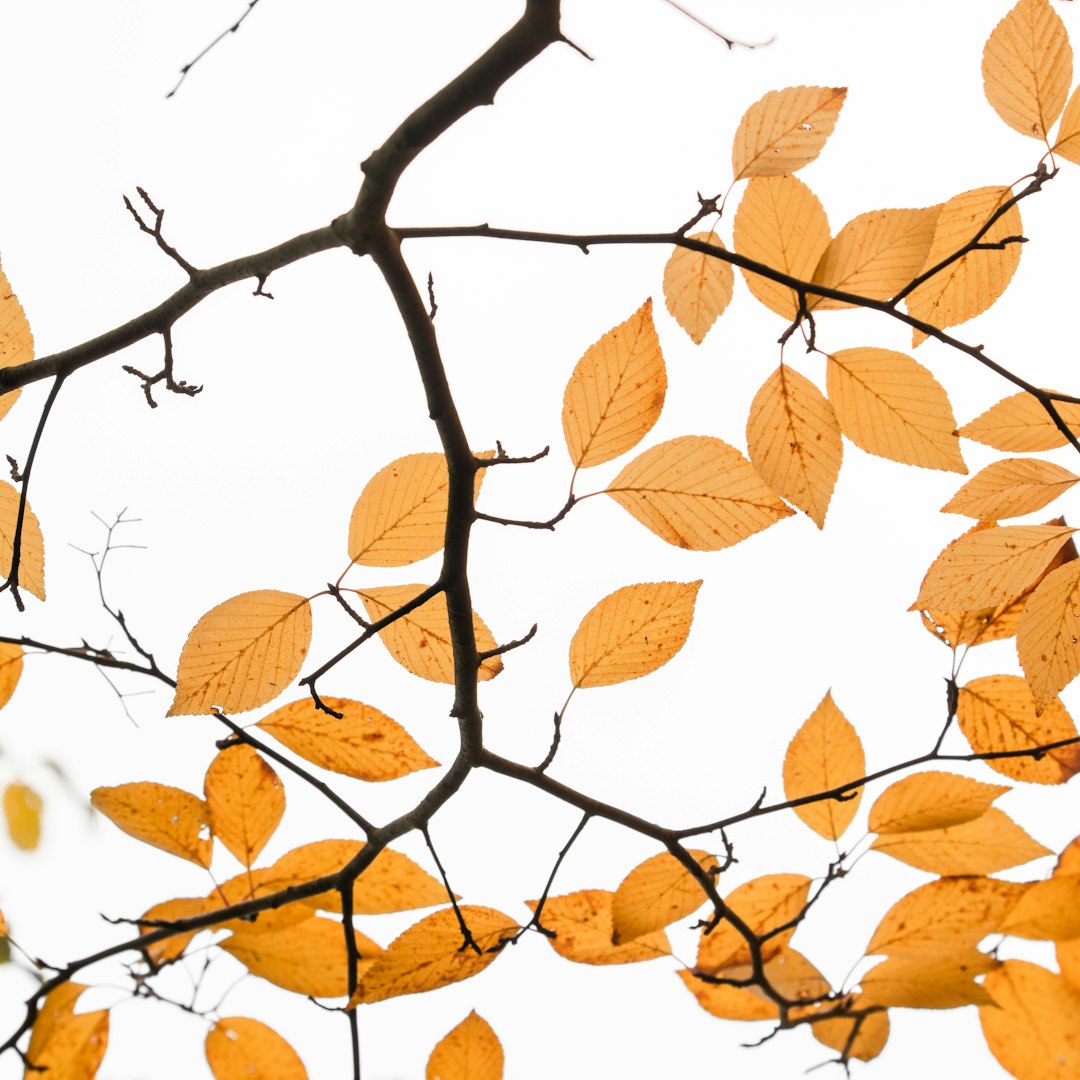 brown leaves on brown tree branch