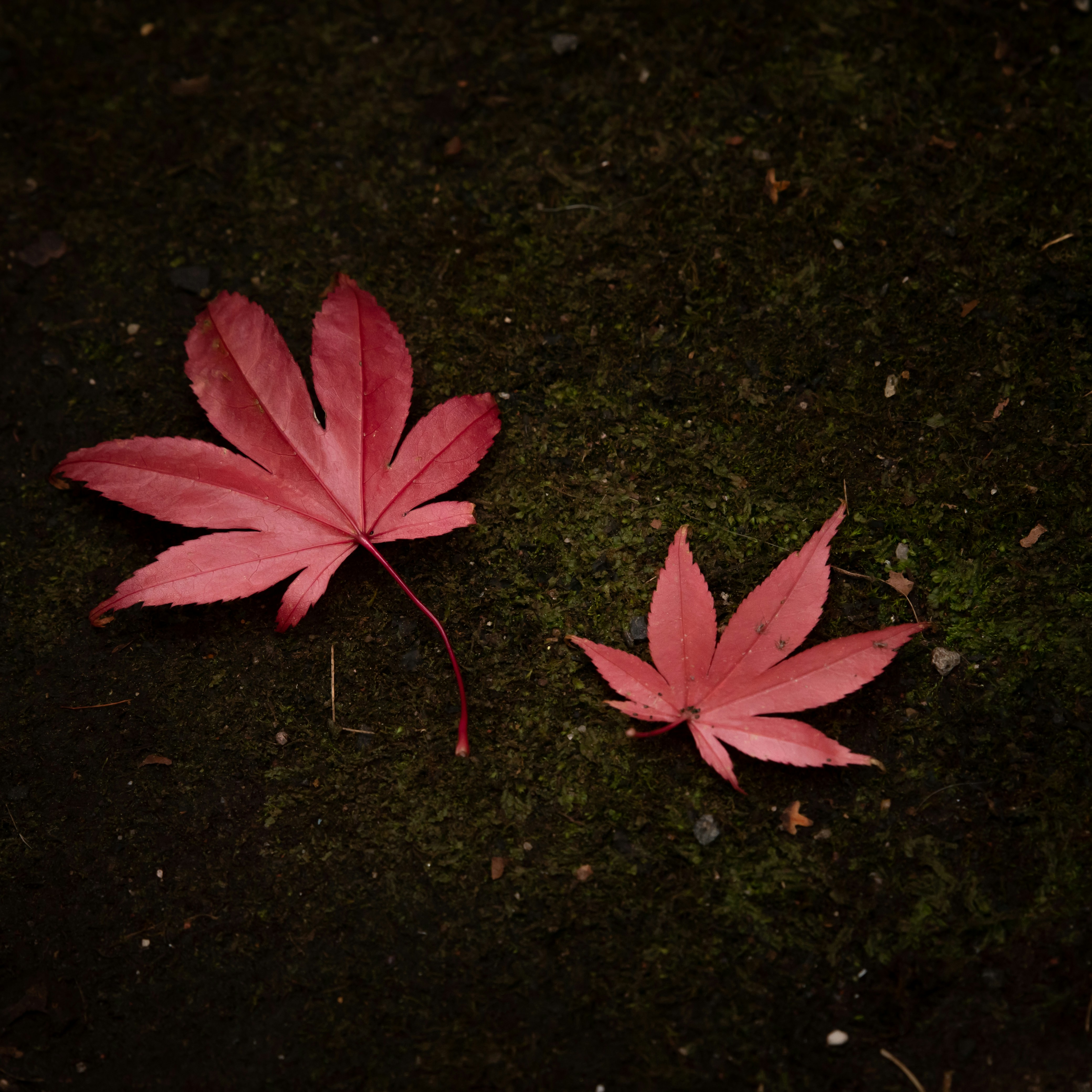 analogous: pink 5 petaled flower on black soil
