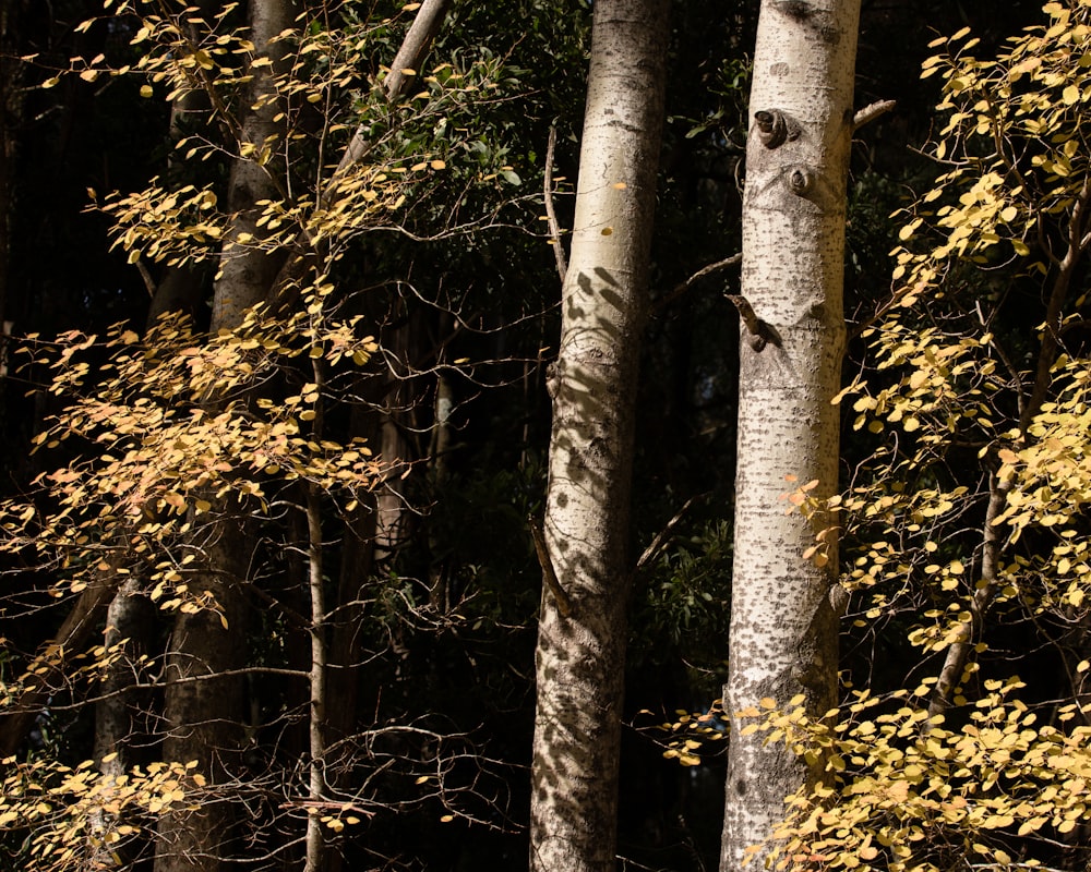 brown and green trees during daytime