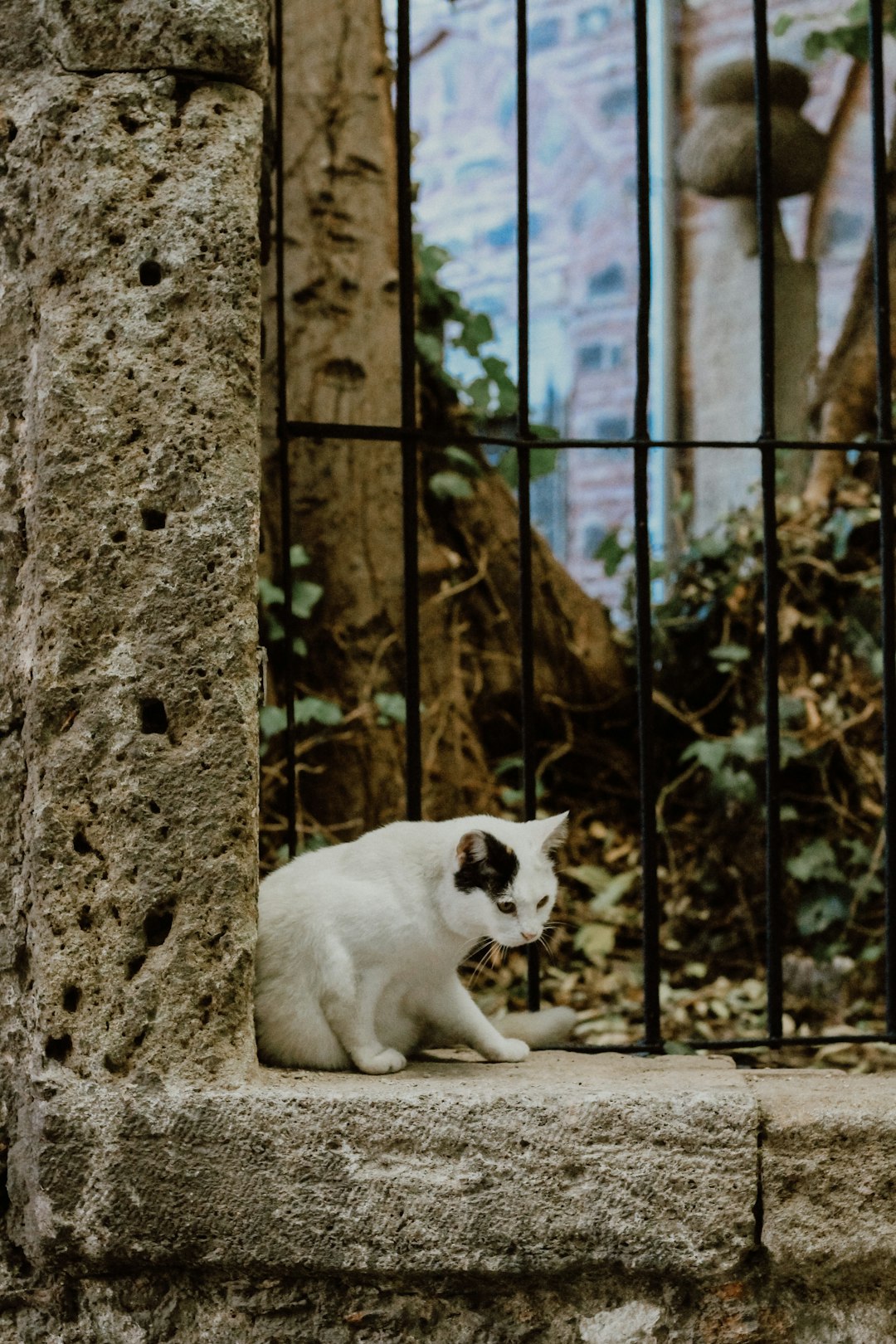 white and black cat on brown wooden fence