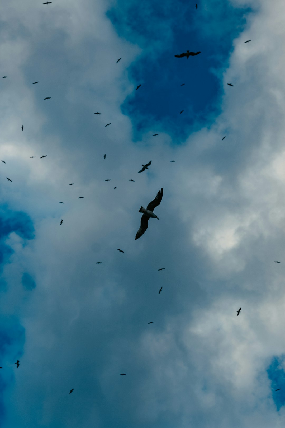 birds flying under white clouds during daytime