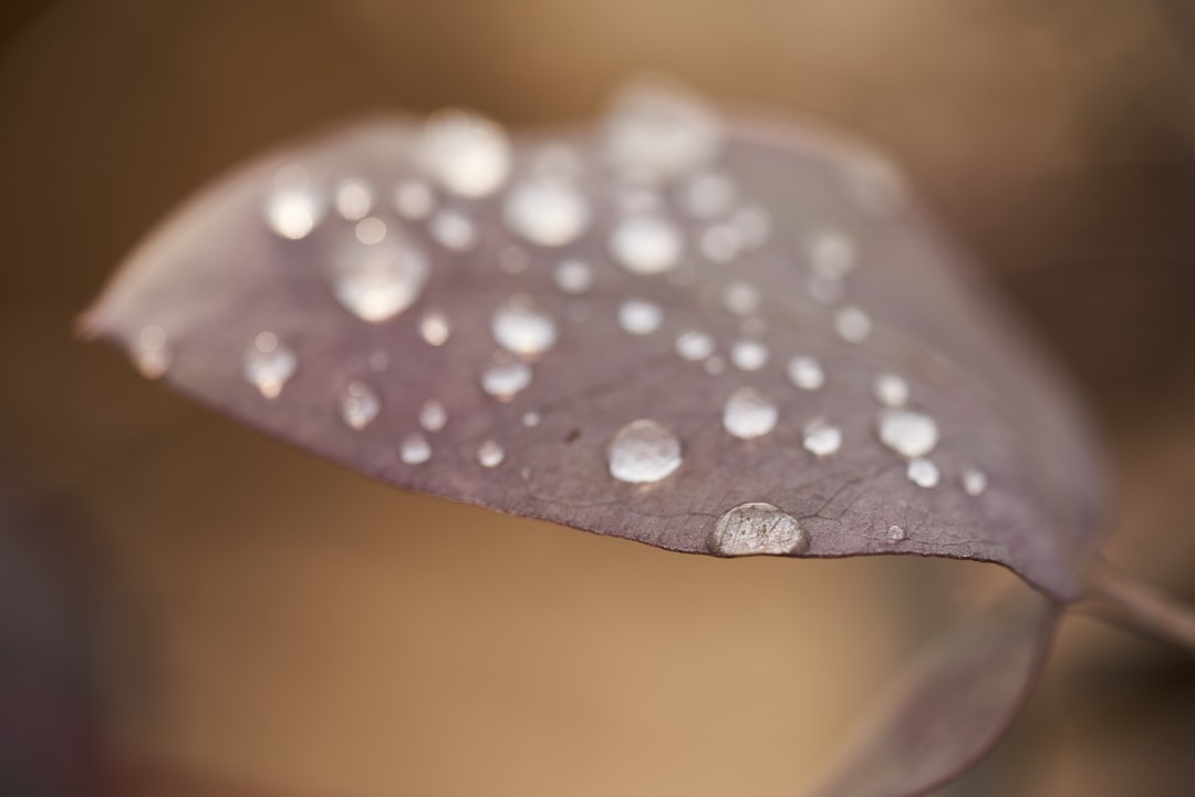 water droplets on gray leaf