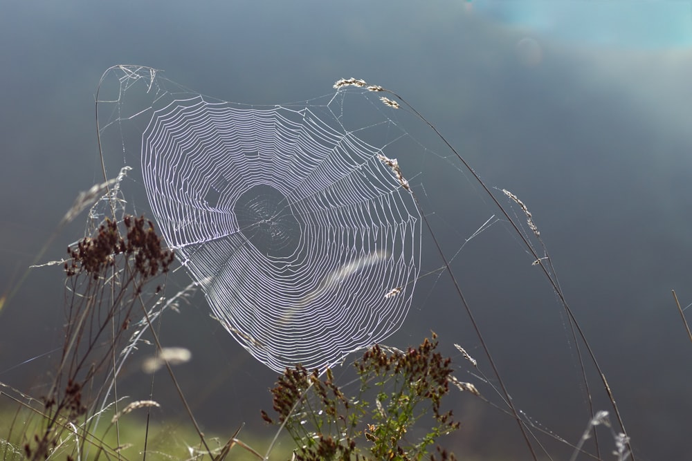 spider web on brown grass during daytime