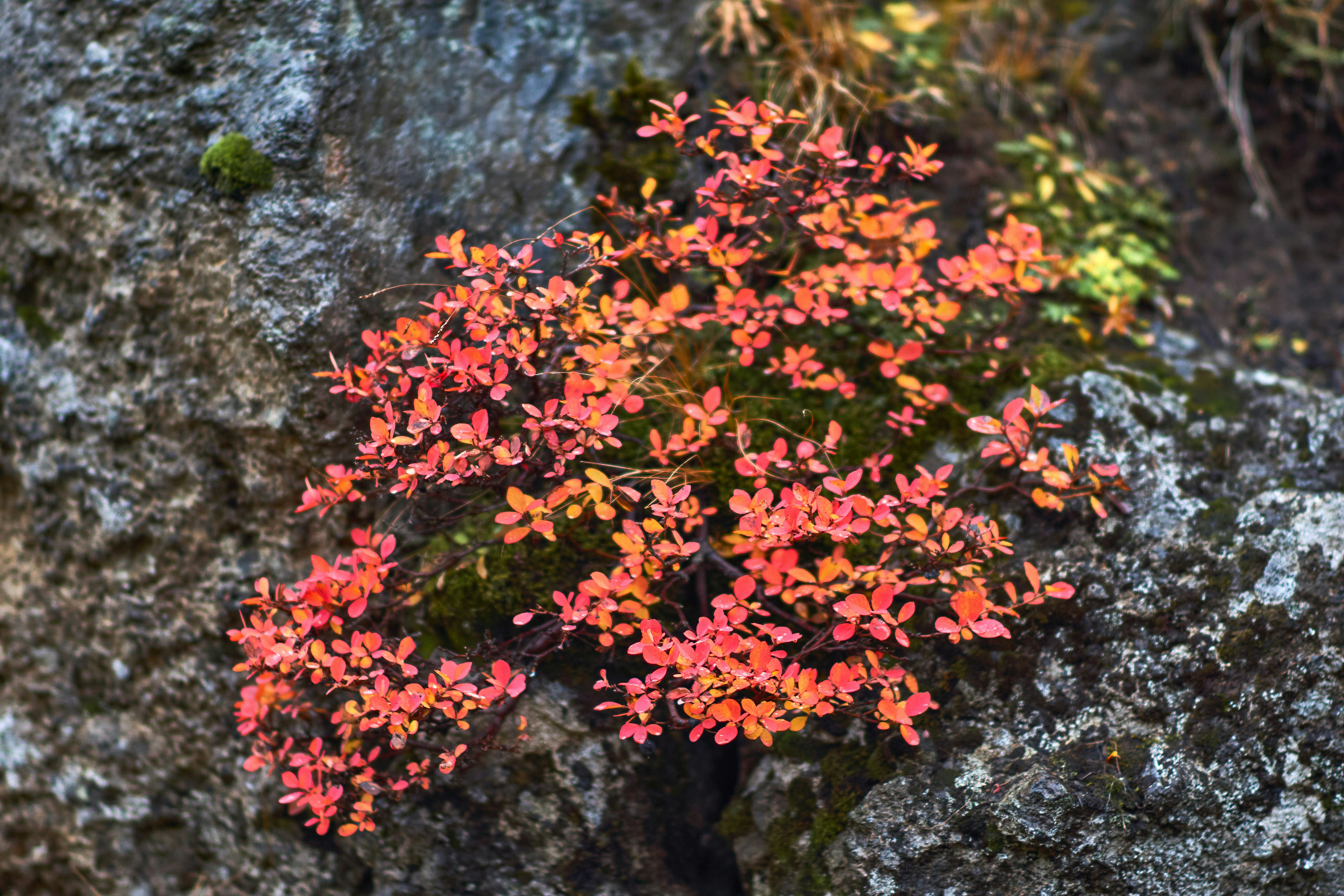 Photo by wolfgang_hasselmann