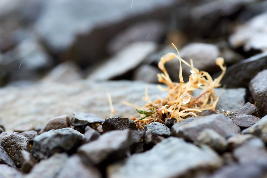 yellow dried leaf on gray rock