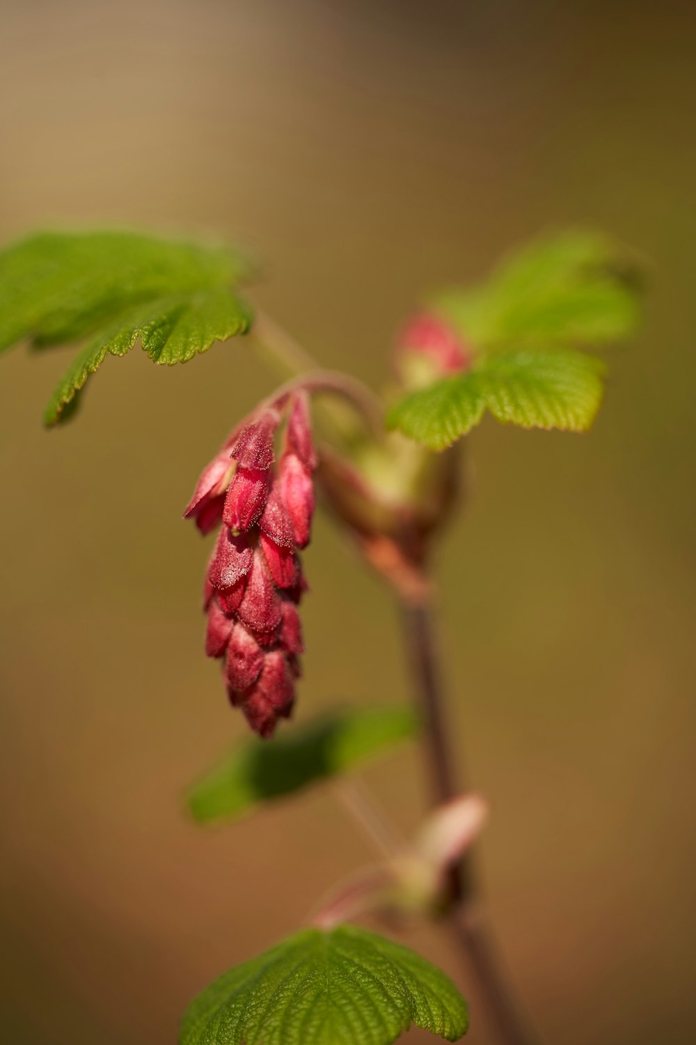 red flower with green leaves