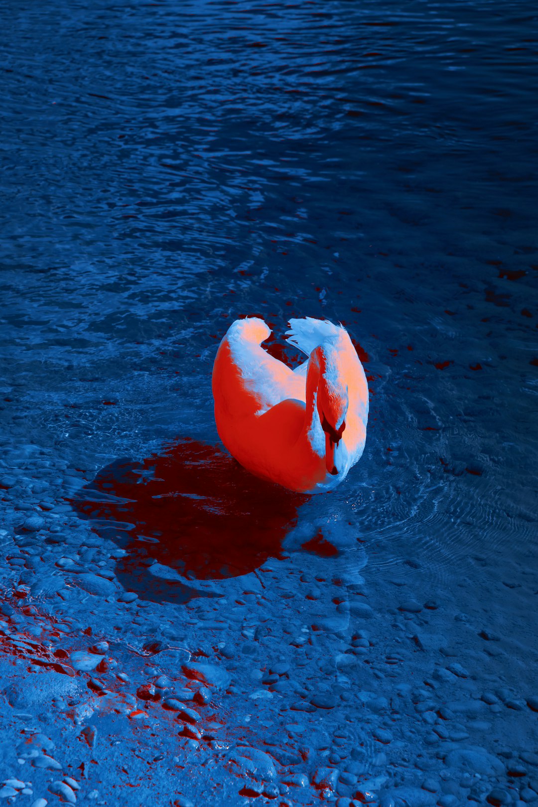 white and pink swan on water during daytime