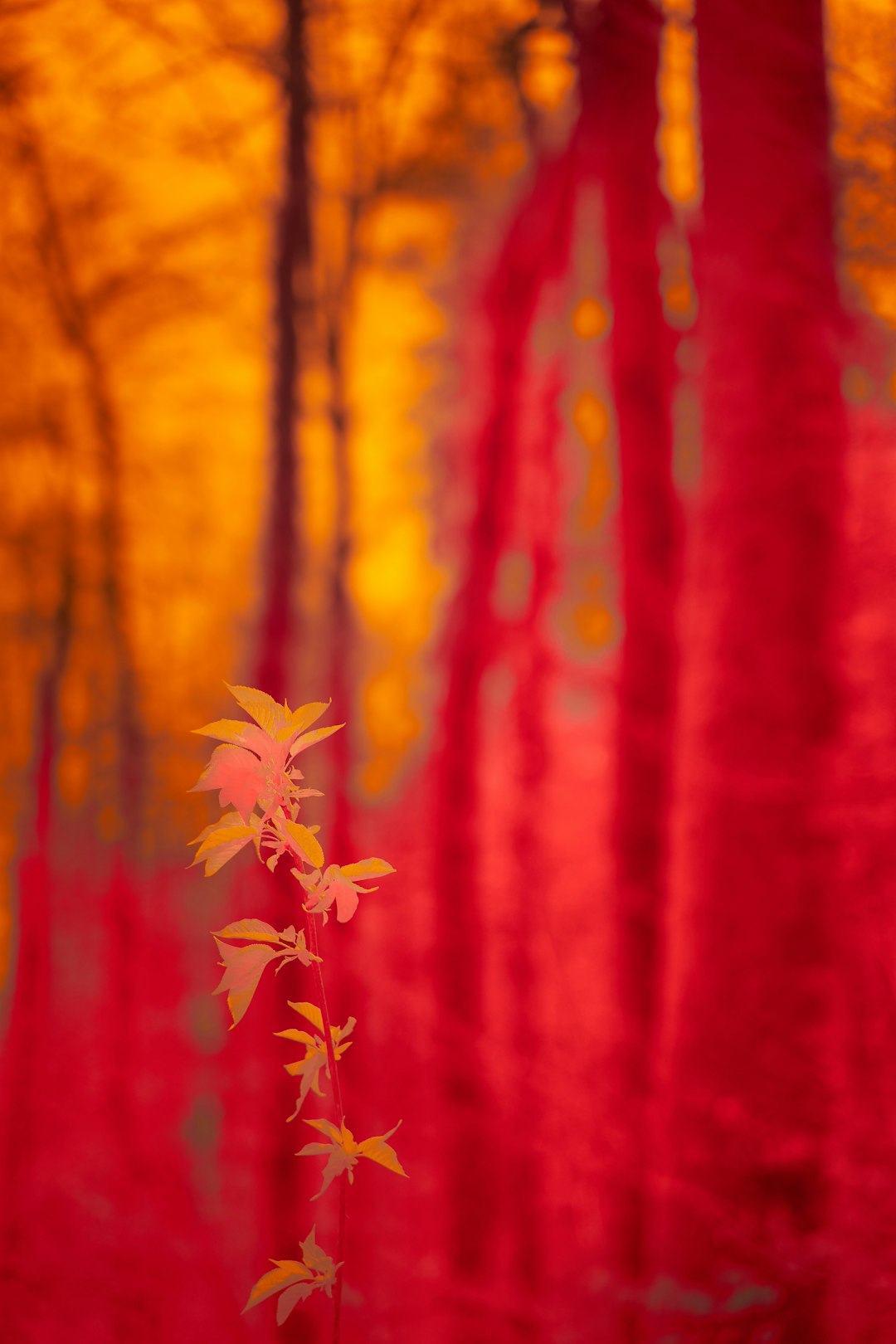 red and brown maple leaf