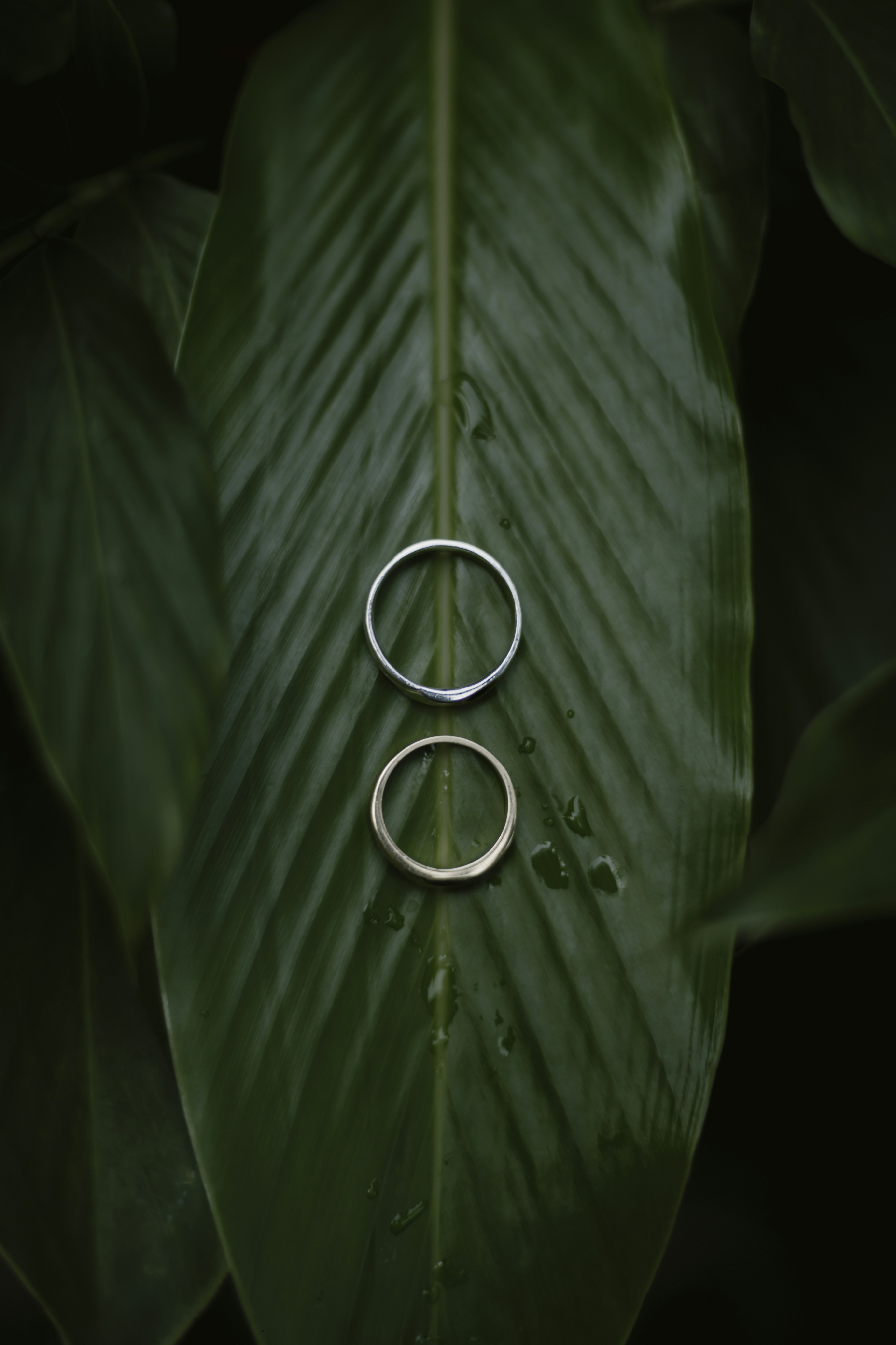 Rings on leaf from Unsplash