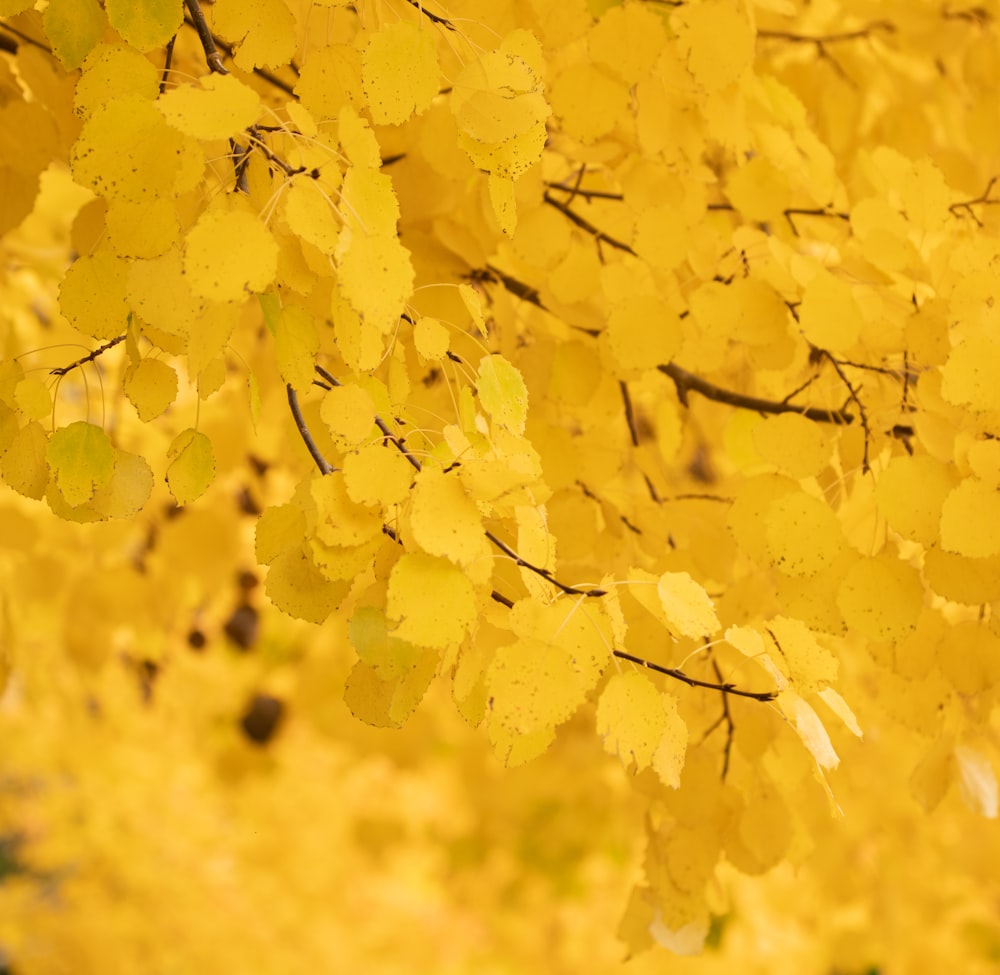 yellow leaves on white background